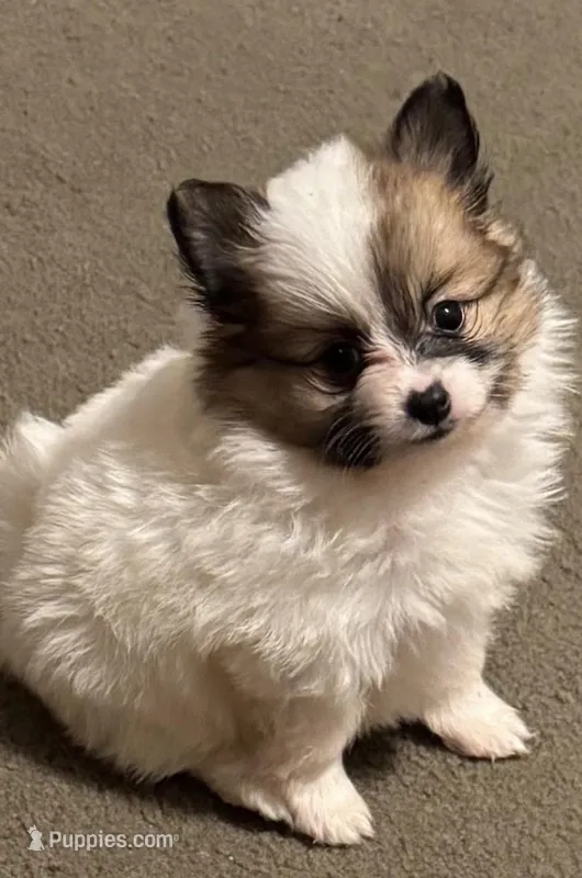 Milkshake (rare parti markings) – Pomeranian puppy for sale in Murfreesboro, TN