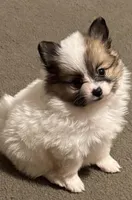 Milkshake (rare parti markings), a female Pomeranian for sale in Murfreesboro, TN – Photo 1 of 10