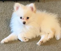 Vanilla Dream, a male Pomeranian for sale in Murfreesboro, TN – 6 of 8