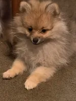 Rascal, a male Pomeranian for sale in Murfreesboro, TN – 6 of 10