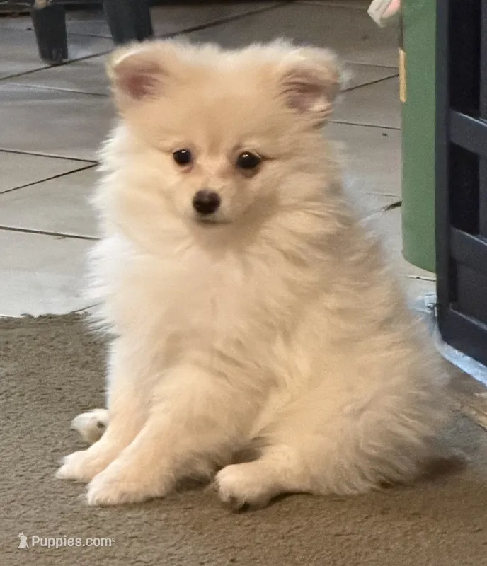 Polar Bear – Pomeranian puppy for sale in Murfreesboro, TN