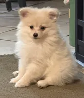Polar Bear, a male Pomeranian for sale in Murfreesboro, TN – 1 of 9