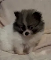 Little Girl Blue (rare blue markings ) , a female Pomeranian for sale in Murfreesboro, TN – 6 of 10