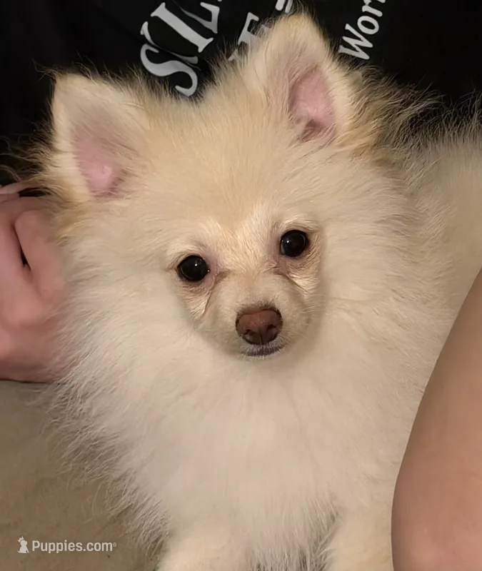 Vanilla Dream – Pomeranian puppy for sale in Murfreesboro, TN