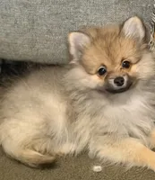 Rascal, a male Pomeranian for sale in Murfreesboro, TN – 9 of 10