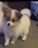 Dolly Lolly, a female Pomeranian for sale in Murfreesboro, TN – 6 of 10