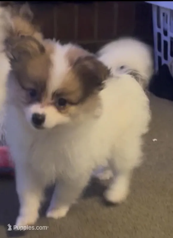 Dolly Lolly – Pomeranian puppy for sale in Murfreesboro, TN
