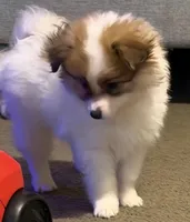 Dolly Lolly, a female Pomeranian for sale in Murfreesboro, TN – 2 of 10