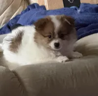 Dolly Lolly, a female Pomeranian for sale in Murfreesboro, TN – 7 of 10