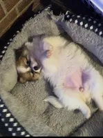 Dolly Lolly, a female Pomeranian for sale in Murfreesboro, TN – 10 of 10