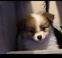 Dolly Lolly, a female Pomeranian for sale in Murfreesboro, TN – 4 of 10