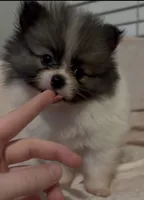 Little Girl Blue (rare blue markings ) , a female Pomeranian for sale in Murfreesboro, TN – 9 of 10
