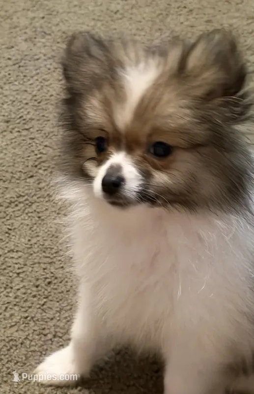 Trixie  – Pomeranian puppy for sale in Murfreesboro, TN