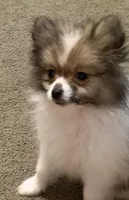 Trixie , a female Pomeranian for sale in Murfreesboro, TN – 2 of 8