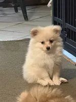 Polar Bear, a male Pomeranian for sale in Murfreesboro, TN – 9 of 9