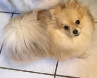 Trixie , a female Pomeranian for sale in Murfreesboro, TN – 8 of 8