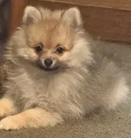 Rascal, a male Pomeranian for sale in Murfreesboro, TN – 8 of 10