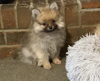 Rascal, a male Pomeranian for sale in Murfreesboro, TN – 3 of 10