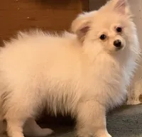 Polar Bear, a male Pomeranian for sale in Murfreesboro, TN – 4 of 9