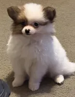 Little Eyed Josephine (rare parti markings) , a female Pomeranian for sale in Murfreesboro, TN – Photo 5 of 10