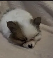 Little Eyed Josephine (rare parti markings) , a female Pomeranian for sale in Murfreesboro, TN – Photo 7 of 10