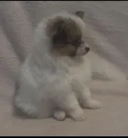 Little Eyed Josephine (rare parti markings) , a female Pomeranian for sale in Murfreesboro, TN – Photo 10 of 10