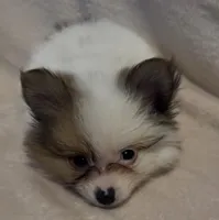 Little Eyed Josephine (rare parti markings) , a female Pomeranian for sale in Murfreesboro, TN – Photo 6 of 10