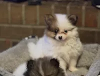 Little Eyed Josephine (rare parti markings) , a female Pomeranian for sale in Murfreesboro, TN – Photo 9 of 10
