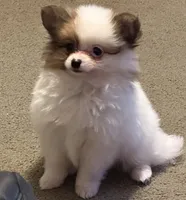 Little Eyed Josephine (rare parti markings) , a female Pomeranian for sale in Murfreesboro, TN – Photo 2 of 10