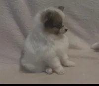 Little Eyed Josephine (rare parti markings) , a female Pomeranian for sale in Murfreesboro, TN – Photo 8 of 10