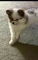 Little Eyed Josephine (rare parti markings) , a female Pomeranian for sale in Murfreesboro, TN – Photo 3 of 10