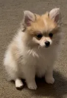 Pumpkin Pie, a male Pomeranian for sale in Murfreesboro, TN – 8 of 9