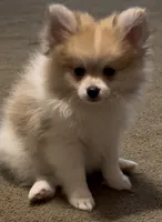 Pumpkin Pie, a male Pomeranian for sale in Murfreesboro, TN – 7 of 9