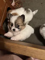 Milkshake (rare parti markings), a female Pomeranian for sale in Murfreesboro, TN – Photo 8 of 10