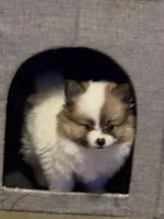 Milkshake (rare parti markings), a female Pomeranian for sale in Murfreesboro, TN – Photo 3 of 10