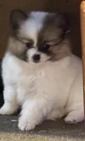 Milkshake (rare parti markings), a female Pomeranian for sale in Murfreesboro, TN – Photo 5 of 10