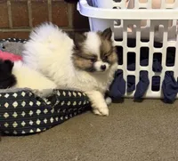 Milkshake (rare parti markings), a female Pomeranian for sale in Murfreesboro, TN – Photo 7 of 10