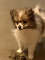 Trixie , a female Pomeranian for sale in Murfreesboro, TN – 5 of 8