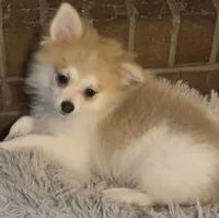 Pumpkin Pie, a male Pomeranian for sale in Murfreesboro, TN – 9 of 9