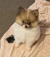 Tiny Tom (rare parti markings), a male Pomeranian for sale in Murfreesboro, TN – 5 of 10
