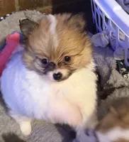 Tiny Tom (rare parti markings), a male Pomeranian for sale in Murfreesboro, TN – 10 of 10