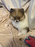 Tiny Tom (rare parti markings), a male Pomeranian for sale in Murfreesboro, TN – 9 of 10