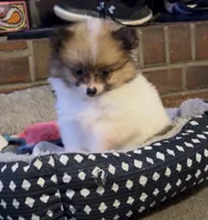 Tiny Tom (rare parti markings), a male Pomeranian for sale in Murfreesboro, TN – 8 of 10