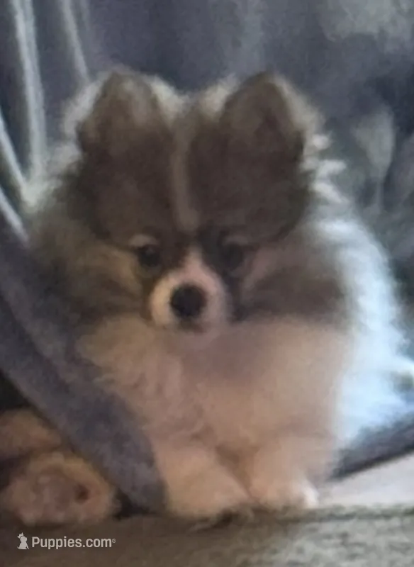 Little Girl Blue (rare blue markings )  – Pomeranian puppy for sale in Murfreesboro, TN