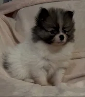 Little Girl Blue (rare blue markings ) , a female Pomeranian for sale in Murfreesboro, TN – 5 of 10