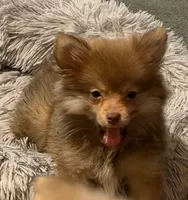 Molly, a female Pomeranian for sale in Murfreesboro, TN – 3 of 4