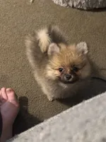 Rascal, a male Pomeranian for sale in Murfreesboro, TN – 7 of 10