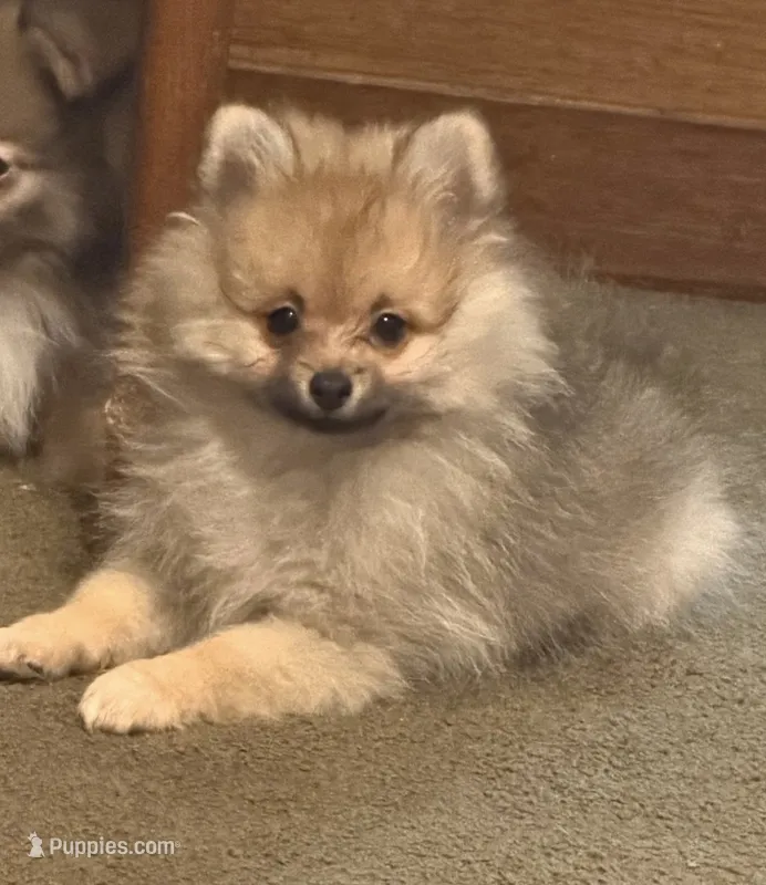 Rascal – Pomeranian puppy for sale in Murfreesboro, TN