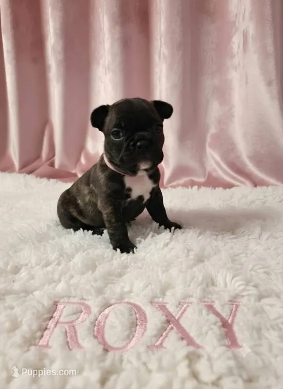 Roxy – Boston Terrier, French Bulldog puppy for sale in Richmond, CA