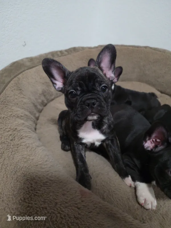 Roxy – Boston Terrier, French Bulldog puppy for sale in Richmond, CA